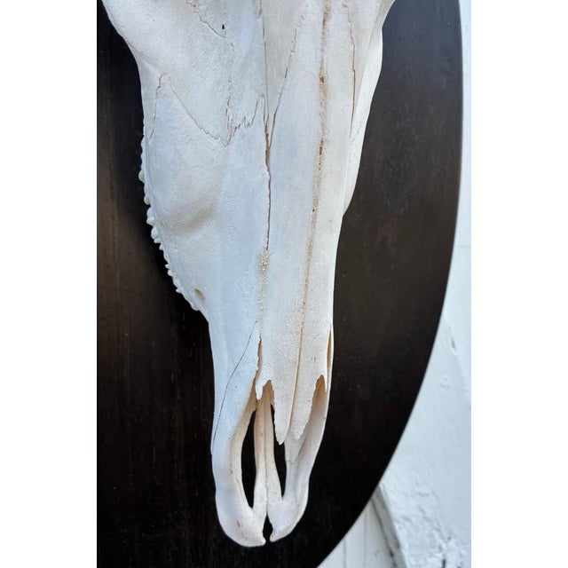 African Red Hartebeest Antelope Skull Mount Taxidermy South Africa For Sale In Philadelphia - Image 6 of 12