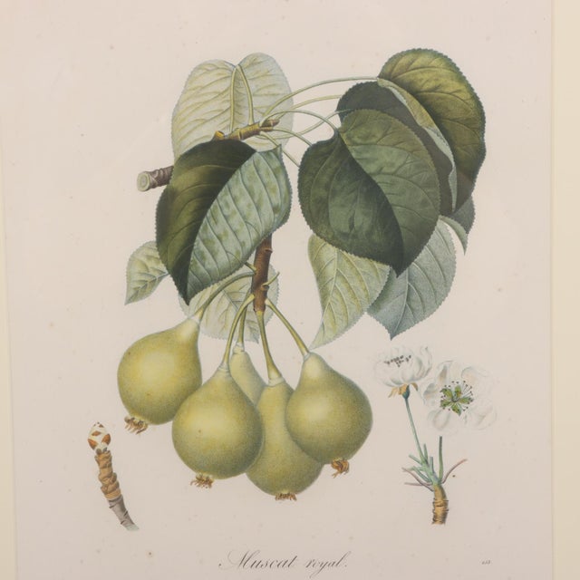 19th Century 19th Century Framed Botanical Fruit Prints by Pierre François Turpin - Set of 4 For Sale - Image 5 of 9