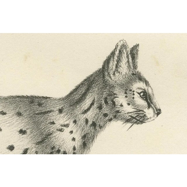 C.C. G. Zool, Gentle Cat and the Serval in Poses, 1836, Print For Sale - Image 3 of 11