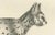 C.C. G. Zool, Gentle Cat and the Serval in Poses, 1836, Print For Sale - Image 3 of 11