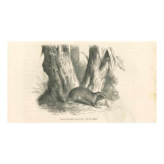 Paul Gervais, Saccophore Mexicain, 1854, Lithograph For Sale