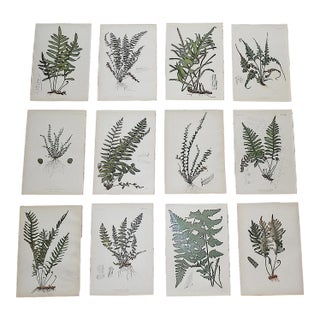 Antique 19th Century Botanical Fern Chromolithographs - Set of 12 For Sale