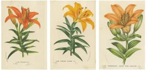 Van Houtte, Botanical Study of Lilium Species from Japan, Hand-Colored Prints, Set of 3
