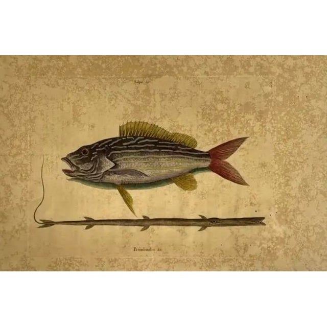 Mark Catesby (British, 1683-1749) Engraving of "The Lane-Snapper and The Tobaccopipe Fish ", unframed. Catesby was a...
