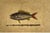 Mark Catesby (British, 1683-1749) Engraving of "The Lane-Snapper and The Tobaccopipe Fish ", unframed. Catesby was a...