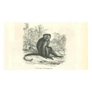 Paul Gervais, Sajou Brun, 1854, Lithograph For Sale