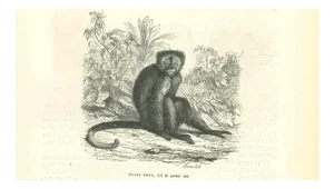 Paul Gervais, Sajou Brun, 1854, Lithograph