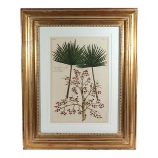 Botanical Hand-Colored Engraving of Palmyra Palms, Georg Eberhard Rumphius, 1741-50 For Sale