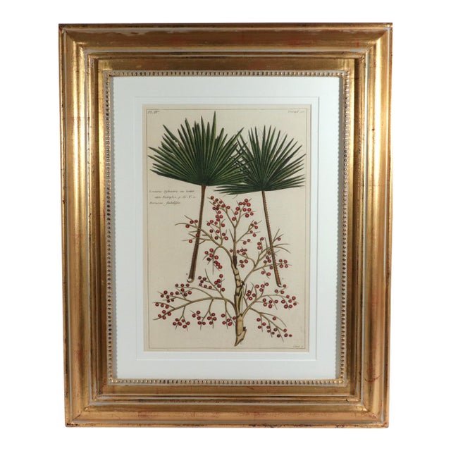 Botanical Hand-Colored Engraving of Palmyra Palms, Georg Eberhard Rumphius, 1741-50 For Sale