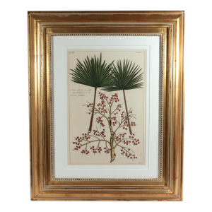 Botanical Hand-Colored Engraving of Palmyra Palms, Georg Eberhard Rumphius, 1741-50