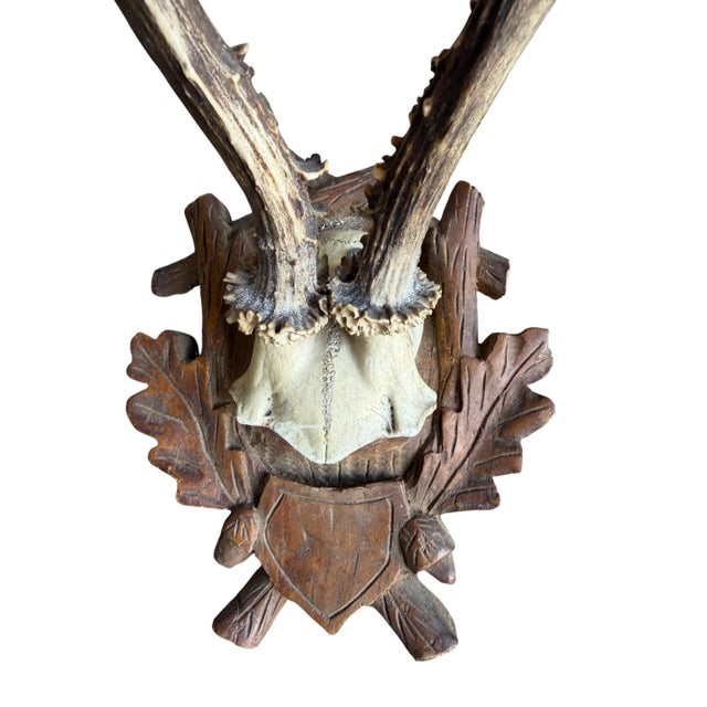 Roe Deer Trophy 212 Balck Forest Antlers Mount For Sale - Image 4 of 5