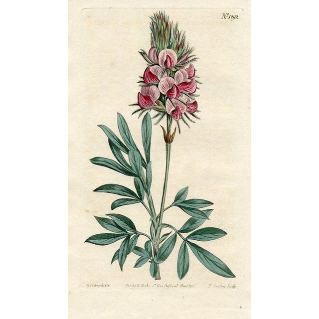 Original early-1800s hand-colored botanical print published in "Curtis's Botanical Magazine", the oldest and longest...