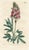 Original early-1800s hand-colored botanical print published in "Curtis's Botanical Magazine", the oldest and longest...