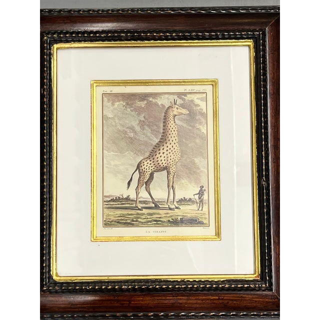 Ralph Lauren Vintage Set 4 African Animal Engravings Custom Framed For Sale - Image 4 of 12