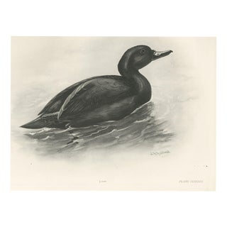 After Lilian Medland, Common Scoter, 1909, Print For Sale