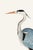 Paper Gray Heron, Vintage Bird Art Print Reproduction, 32" X 48" For Sale - Image 7 of 10
