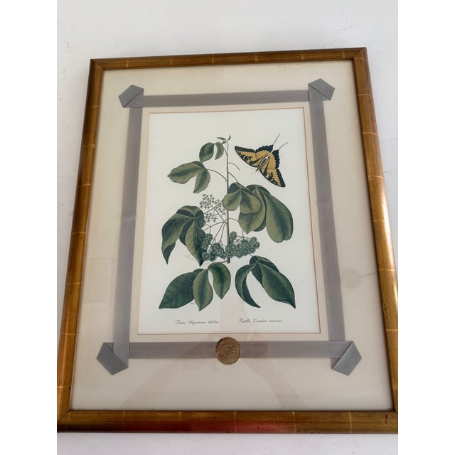 1980s Mark Catesby Hand-Colored Engraving Prints Set of 4 For Sale - Image 11 of 13