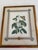 1980s Mark Catesby Hand-Colored Engraving Prints Set of 4 For Sale - Image 11 of 13