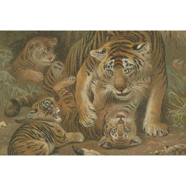 Tigress and Cubs, 1894, Paper For Sale - Image 4 of 9