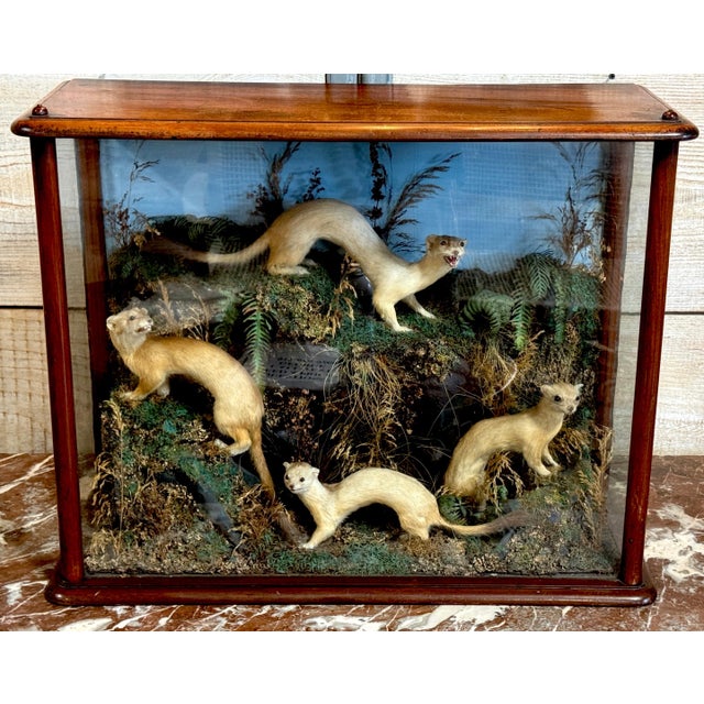 Victorian Taxidermy Diorama of Five Weasels in Diorama Case, circa 1880 This is a Victorian-era natural history taxidermy...