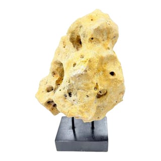 Indonesian Coral Stone On Teak Stand For Sale