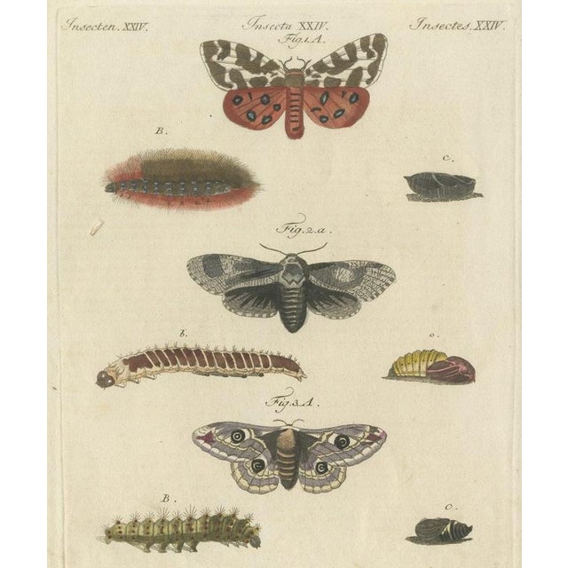 Bertuch, Garden Tiger Moth and Emperor Moth, 1805, Print For Sale - Image 12 of 12