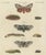 Bertuch, Garden Tiger Moth and Emperor Moth, 1805, Print For Sale - Image 12 of 12