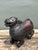 Ebony Vintage Asian Carved Wood Lion Box For Sale - Image 8 of 12
