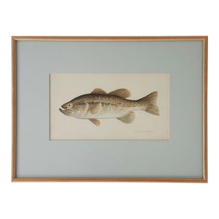 John Langley Howard 1960s Bass Fish Watercolor Painting Scientific Illustration For Sale