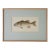 John Langley Howard 1960s Bass Fish Watercolor Painting Scientific Illustration For Sale