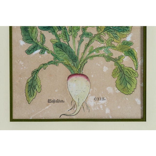 Antique Trio of Framed Double-Print Renaissance Botanical Wall Art For Sale - Image 15 of 18