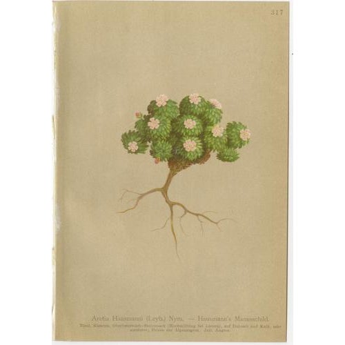 Late 19th Century Alpine Botanical Plates of Aretia & Douglasia, 1897, Set of 5 For Sale - Image 5 of 9