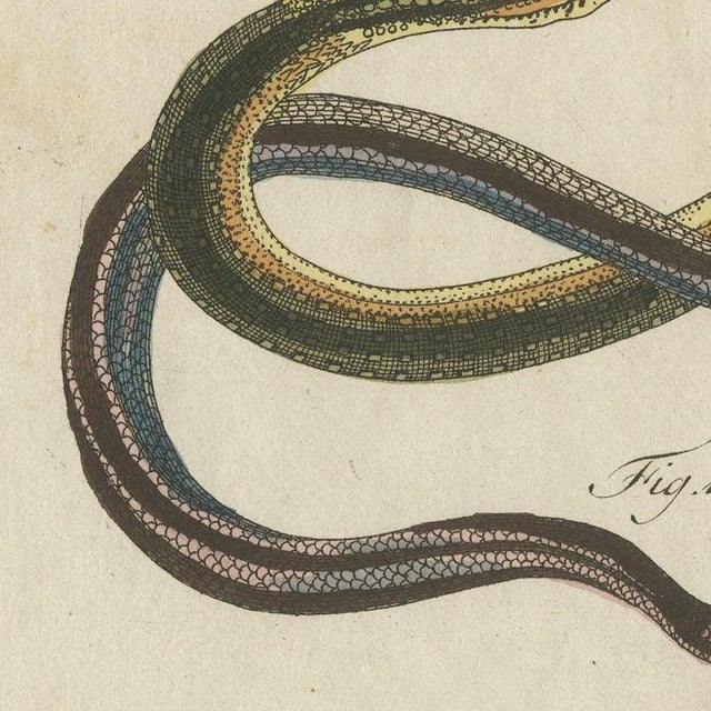 Bertuch, Four Snakes in Colourful Coils, 1805, Print For Sale - Image 6 of 12