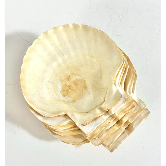 Mid-century set of seven natural clam shell halves to use as appetizer plates. These small plates are perfect for shrimp,...