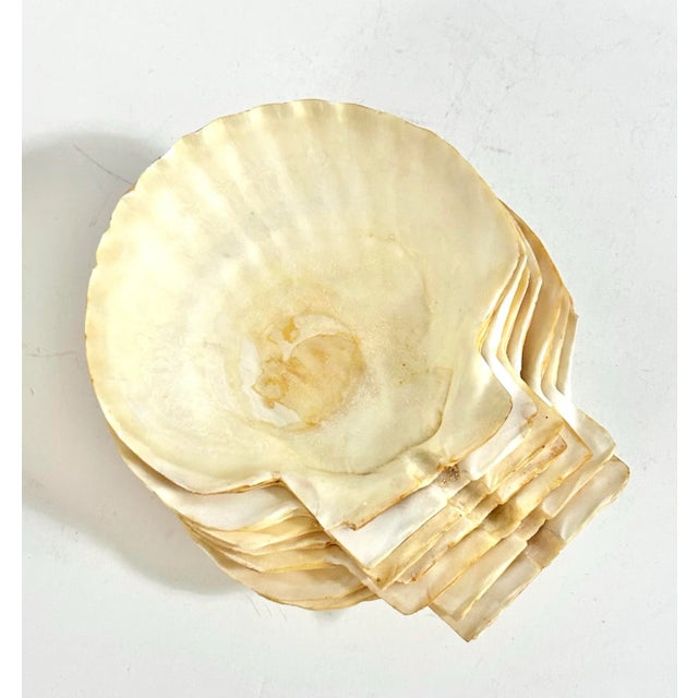 A set of seven natural scallop shells with gently cupped forms, radiating ridges, and softly varied cream and golden...