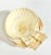 A set of seven natural scallop shells with gently cupped forms, radiating ridges, and softly varied cream and golden...