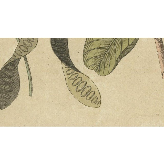 19th Century Bertuch, Cashew Apple and Nut with Acacia, 1805, Print For Sale - Image 5 of 12