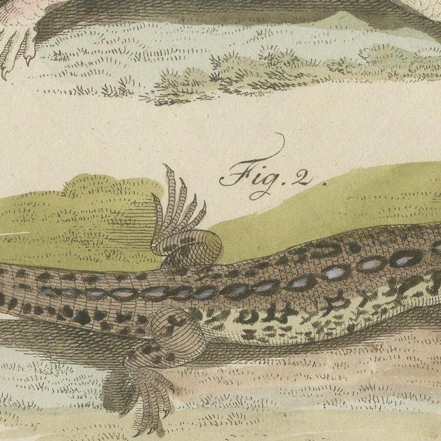 Bertuch, Skink and Grey Lizards, 1805, Print For Sale - Image 4 of 12