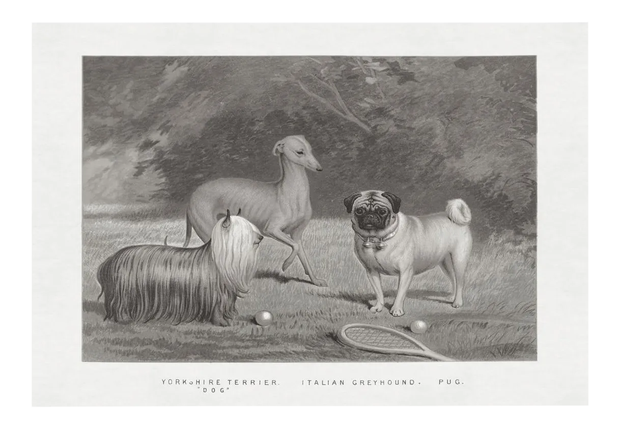 pugs for sale yorkshire