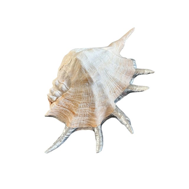 Silver Monumental 13” Natural Shell, Silver Leaf Lambis Spider Conch Sculpture, Organic Coastal Objet D’Art For Sale - Image 8 of 8