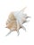 Silver Monumental 13” Natural Shell, Silver Leaf Lambis Spider Conch Sculpture, Organic Coastal Objet D’Art For Sale - Image 8 of 8
