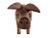 Folk Art Carved and Painted Pig For Sale - Image 4 of 11