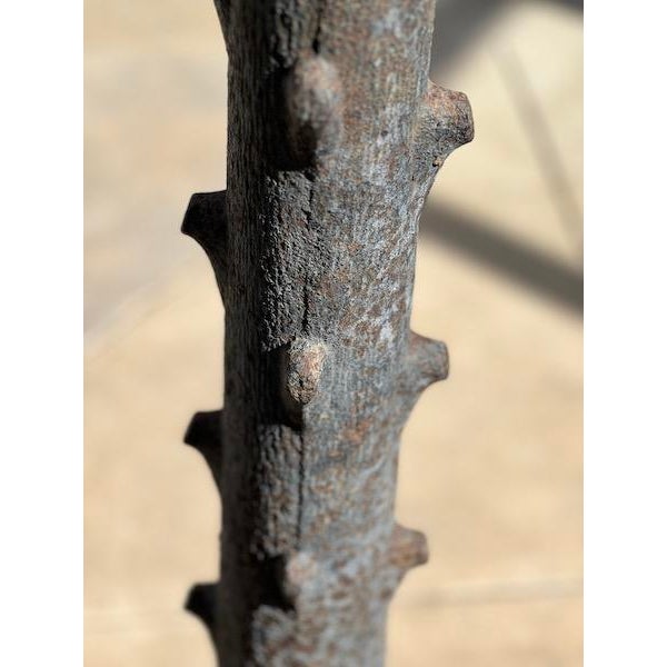 19th Century 19th Century Iron L’Arbre À Voeux Sculpture For Sale - Image 5 of 10