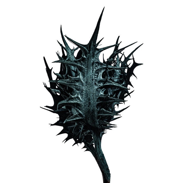 Thorn by Sivan Roshianu – Limited Edition Abstract Photograph | Framed, Ready to Hang Metal Print For Sale