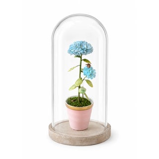 Blue Hydrangea - Pink Pot For Sale