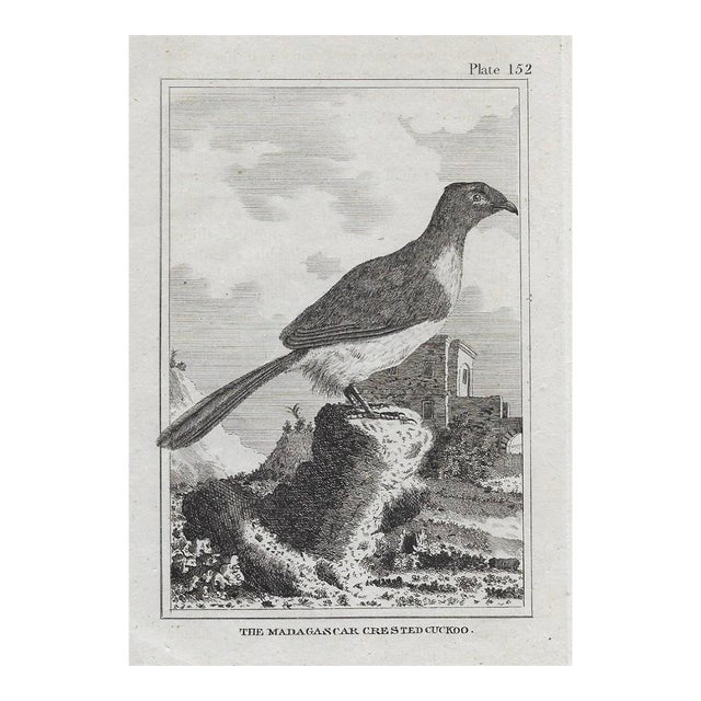 Antique Madagascar Cuckoo Ornitholigical Engraving For Sale