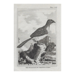 Antique Madagascar Cuckoo Ornitholigical Engraving