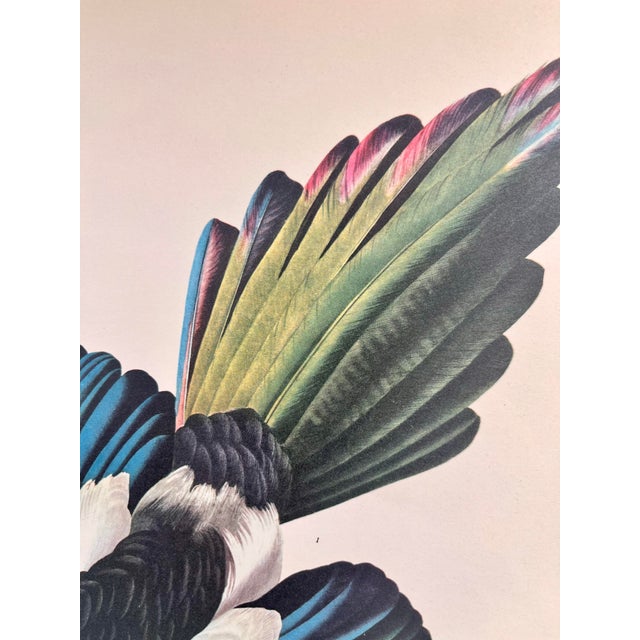 1964 Audubon Folio Lithograph Great Bird Paintings – “American Magpie” 17x14 For Sale In New York - Image 6 of 7