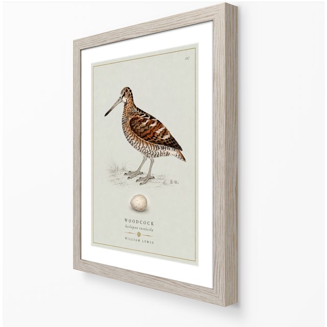 Paper William Lewin 1789 Waterbirds Fine Art Gallery Board Print - The Woodcock For Sale - Image 7 of 12