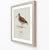 Paper William Lewin 1789 Waterbirds Fine Art Gallery Board Print - The Woodcock For Sale - Image 7 of 12
